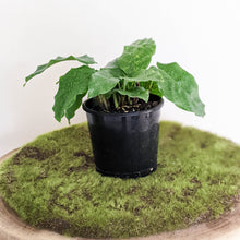 Load image into Gallery viewer, Calathea Musaica / Network Plant - 100mm
