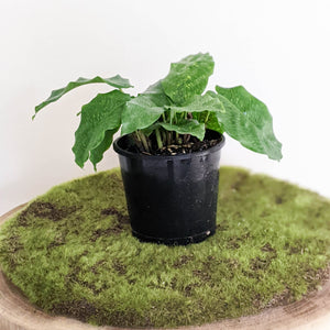 Calathea Musaica / Network Plant - 100mm