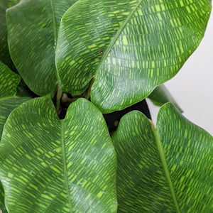 Calathea Musaica / Network Plant - 100mm