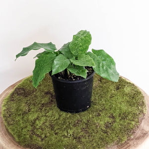 Calathea Musaica / Network Plant - 100mm