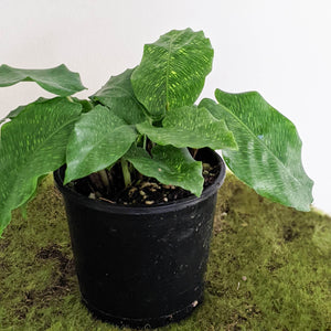 Calathea Musaica / Network Plant - 100mm