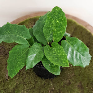 Calathea Musaica / Network Plant - 100mm