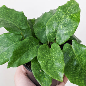 Calathea Musaica / Network Plant - 100mm