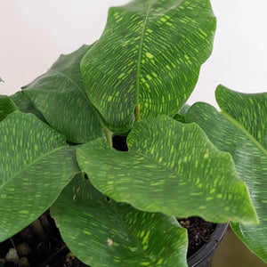 Calathea Musaica / Network Plant - 100mm