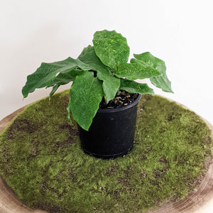 Calathea Musaica / Network Plant - 100mm