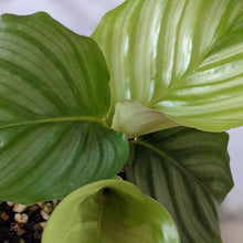 Load image into Gallery viewer, Calathea Orbifolia - 105mm

