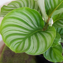 Load image into Gallery viewer, Calathea Orbifolia - 105mm
