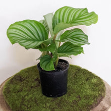 Load image into Gallery viewer, Calathea Orbifolia - 105mm
