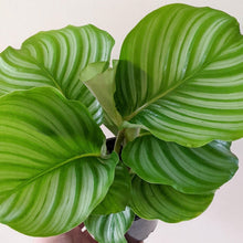Load image into Gallery viewer, Calathea Orbifolia - 105mm
