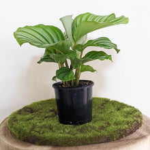 Load image into Gallery viewer, Calathea Orbifolia - 105mm
