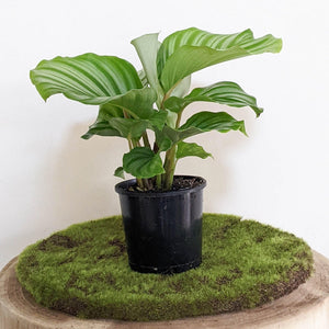 Calathea Orbifolia - 105mm