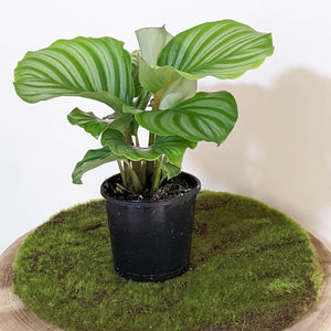 Calathea Orbifolia - 105mm