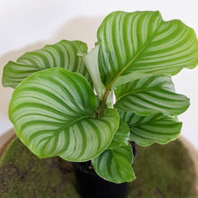 Load image into Gallery viewer, Calathea Orbifolia - 105mm
