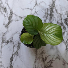 Load image into Gallery viewer, Calathea Orbifolia - 105mm
