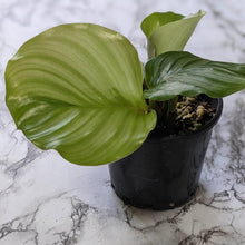 Load image into Gallery viewer, Calathea Orbifolia - 105mm
