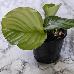 Calathea Orbifolia - 105mm