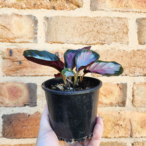Calathea Rosy - 100mm