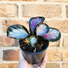 Load image into Gallery viewer, Calathea Rosy - 100mm
