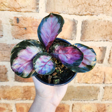 Load image into Gallery viewer, Calathea Rosy - 100mm
