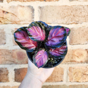 Calathea Rosy - 100mm