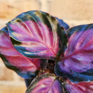 Calathea Rosy - 100mm