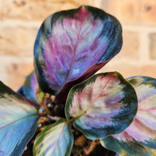 Load image into Gallery viewer, Calathea Rosy - 100mm
