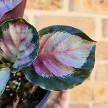 Load image into Gallery viewer, Calathea Rosy - 100mm
