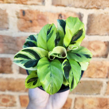 Load image into Gallery viewer, Calathea Thai Beauty - 100mm
