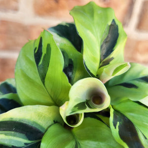 Calathea Thai Beauty - 100mm