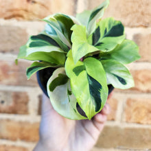 Load image into Gallery viewer, Calathea Thai Beauty - 100mm
