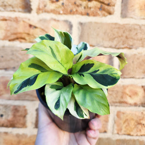 Calathea Thai Beauty - 100mm