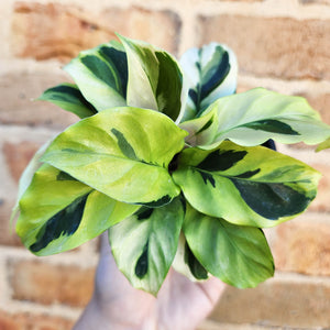 Calathea Thai Beauty - 100mm