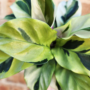 Calathea Thai Beauty - 100mm