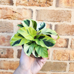 Calathea Thai Beauty - 100mm