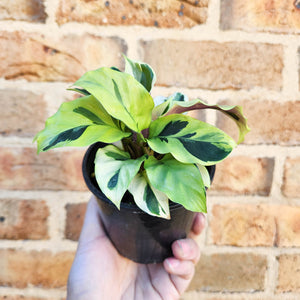 Calathea Thai Beauty - 100mm