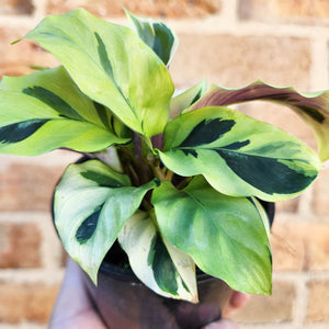 Calathea Thai Beauty - 100mm