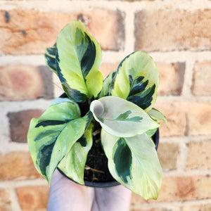 Calathea Thai Beauty - 100mm