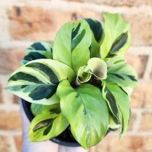 Load image into Gallery viewer, Calathea Thai Beauty - 100mm

