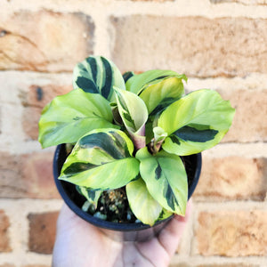 Calathea Thai Beauty - 100mm