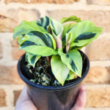 Load image into Gallery viewer, Calathea Thai Beauty - 100mm
