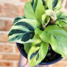 Load image into Gallery viewer, Calathea Thai Beauty - 100mm
