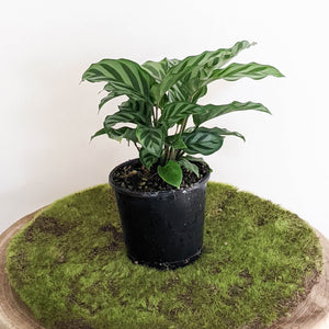 Calathea louisae Freddy - 100mm