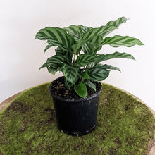 Load image into Gallery viewer, Calathea louisae Freddy - 100mm
