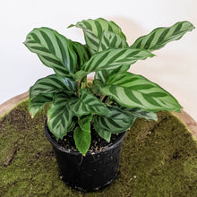 Load image into Gallery viewer, Calathea louisae Freddy - 100mm
