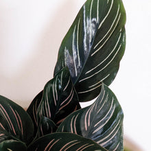 Load image into Gallery viewer, Calathea sanderiana Pinstripe Calathea - 105mm
