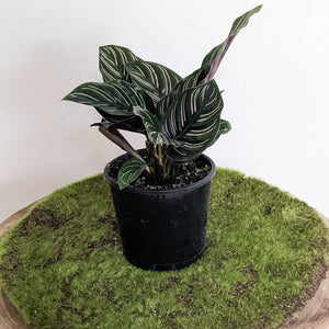 Calathea sanderiana Pinstripe Calathea - 105mm