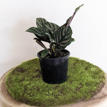 Load image into Gallery viewer, Calathea sanderiana Pinstripe Calathea - 105mm
