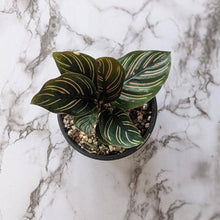 Load image into Gallery viewer, Calathea sanderiana Pinstripe Calathea - 105mm
