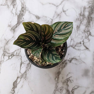 Calathea sanderiana Pinstripe Calathea - 105mm