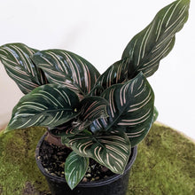 Load image into Gallery viewer, Calathea sanderiana Pinstripe Calathea - 105mm
